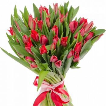 Красные тюльпаны 25 шт (код товара   18270tol)